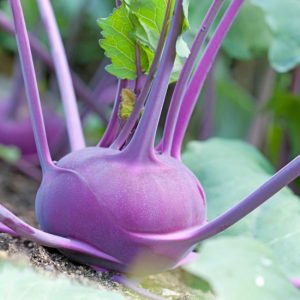 Grow White and Purple Kohlrabi Image
